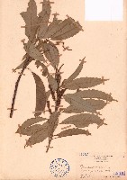 煙斗柯、煙周椆藏品圖，第1張