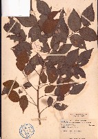 朴樹、小葉朴藏品圖，第1張