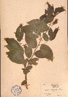 朴樹、小葉朴藏品圖，第1張