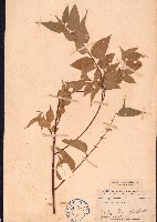 光葉山黃麻藏品圖，第1張