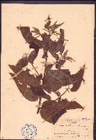 異色山黃麻藏品圖，第1張