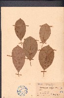 榴槤蜜藏品圖，第1張