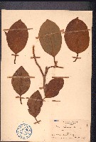 大葉榕、高山榕藏品圖，第1張