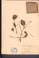 垂葉榕、小葉榕藏品圖，第1張