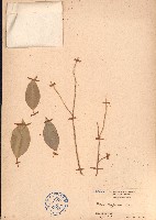 垂葉榕、小葉榕藏品圖，第1張