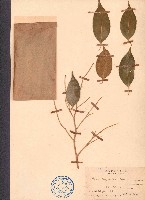 垂葉榕、小葉榕藏品圖，第1張