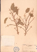 垂葉榕、小葉榕藏品圖，第1張