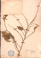 垂葉榕、小葉榕藏品圖，第1張