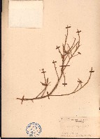 垂葉榕、小葉榕藏品圖，第1張