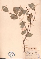 白肉榕、突脈榕藏品圖，第1張