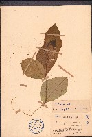 斜葉榕藏品圖，第1張