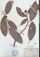 九丁榕、大葉九重吹藏品圖，第1張