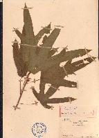 粗葉榕藏品圖，第1張