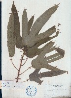 粗葉榕藏品圖，第1張