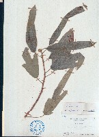 粗葉榕藏品圖，第1張