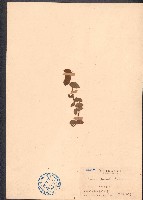 薜荔藏品圖，第1張