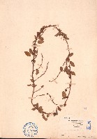 薜荔、涼粉子藏品圖，第1張