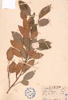 雙果桑藏品圖，第1張