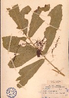 海南山龍眼藏品圖，第1張