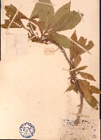 海南山龍眼藏品圖，第1張