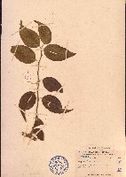 山柑藤藏品圖，第1張