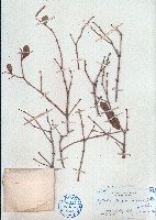 三色鞘花藏品圖，第1張