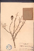 三色鞘花藏品圖，第1張