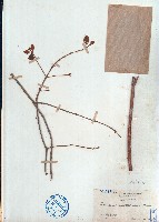 小葉梨果寄生、藍木桑寄生藏品圖，第1張