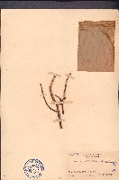 扁枝槲寄生藏品圖，第1張