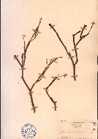 扁枝槲寄生藏品圖，第1張