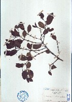 柄果槲寄生、刀葉槲寄生藏品圖，第1張