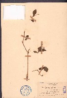 火炭母草藏品圖，第1張