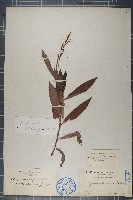 長鬃蓼、馬蓼藏品圖，第1張