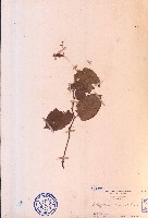 火炭母草藏品圖，第1張