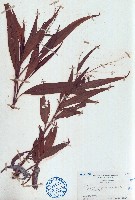 紅辣蓼藏品圖，第1張