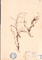 水蓼藏品圖，第1張