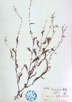 水蓼藏品圖，第1張