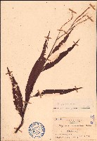 蠶繭草、蠶繭蓼藏品圖，第1張