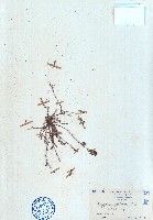 習見蓼、習見萹蓄藏品圖，第1張