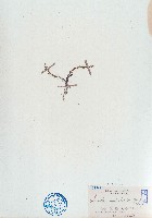 南方碱蓬藏品圖，第1張