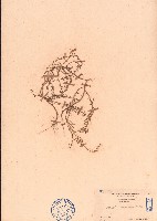 南方碱蓬藏品圖，第1張