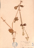 土牛膝藏品圖，第1張