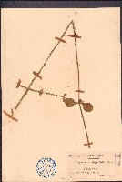 鈍葉土牛膝藏品圖，第1張