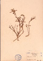 砂莧、阿蔓莧藏品圖，第1張