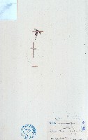 蓮子草藏品圖，第1張