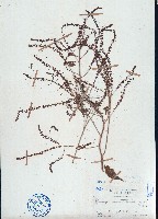 漿果莧藏品圖，第1張