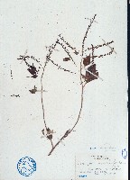 漿果莧藏品圖，第1張