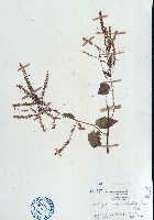 漿果莧藏品圖，第1張