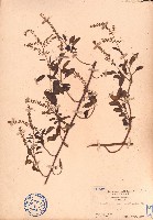 漿果莧藏品圖，第1張