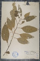 多籽漿果莧藏品圖，第1張